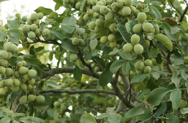 نهال گردو ژنوتیپ برتر تیپ 1 پربازده و دیرگل