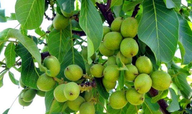 نهال گردو ژنوتیپ 7 رویال | خرید نهال پربازده