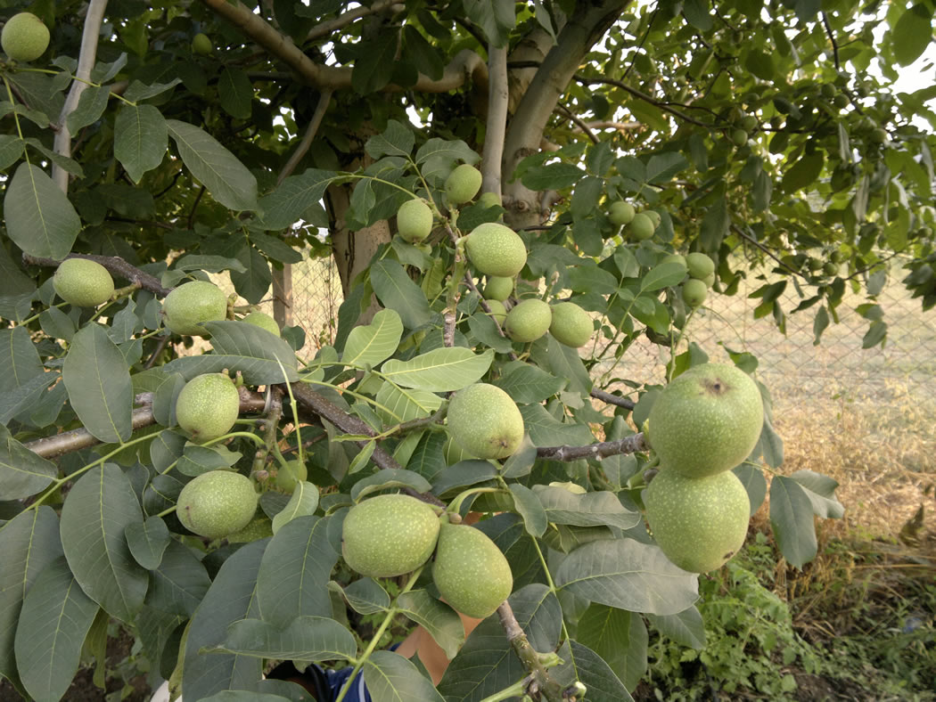 نهال گردو فرنور؛ خرید نهال پربازده و دیرگل