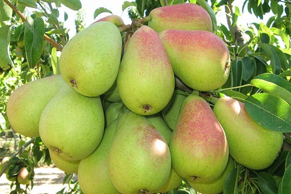 خانه manojo peras 600x400 1 - خانه