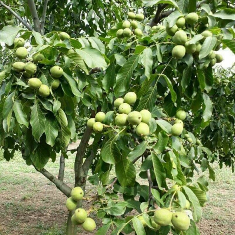 نهال گردو ژنوتیپ پیوندی | خرید پربازده و تضمینی