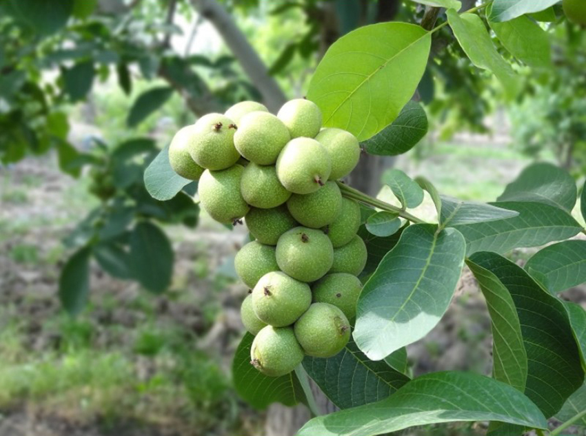 نهال گردو خوشه ای پربار و اصلاح شده برای باغ