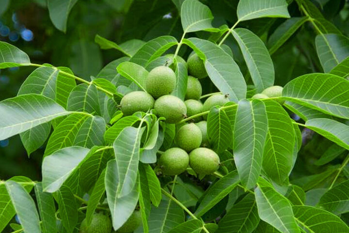 نهال گردو تیپ 9 اصلاح‌شده پربازده