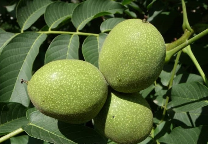 نهال گردو تویسرکان اصلاح‌شده و پربار