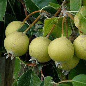 نهال گلابی جنگلی مقاوم و پربار برای کاشت نهال گلابی جنگلی مقاوم و پربار برای کاشت