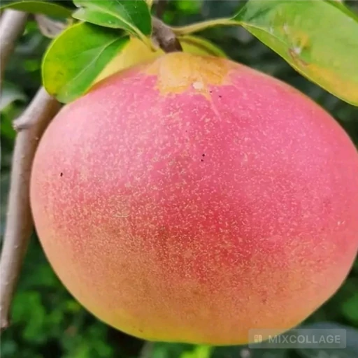 نهال به قرمز؛ خرید نهال پربار و مرغوب نهال به قرمز؛ خرید نهال پربار و مرغوب