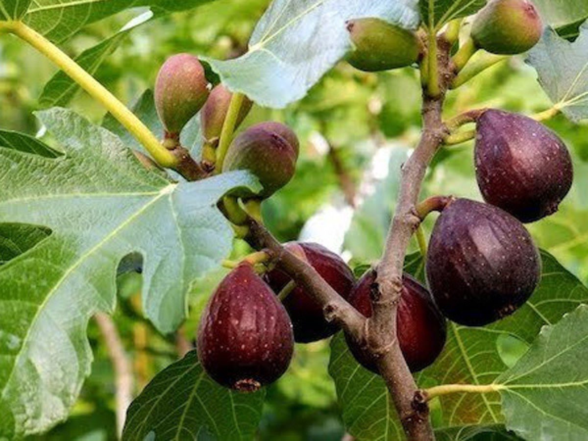 نهال انجیر سیاه | خرید نهال پربار و مقاوم نهال انجیر سیاه | خرید نهال پربار و مقاوم