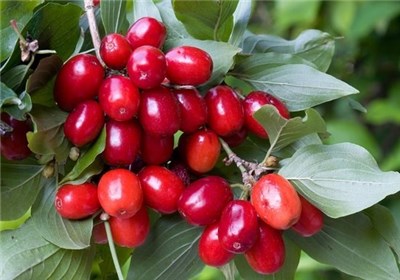 نهال زغال اخته اصلاحشده و پربار مناسب باغ نهال زغال اخته اصلاحشده و پربار مناسب باغ