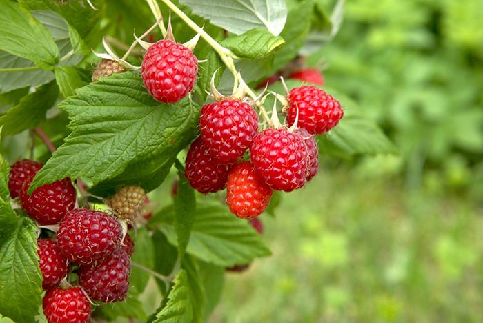 نهال رازبری پربار و مقاوم مناسب کاشت باغچه