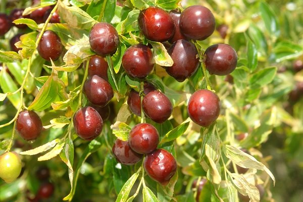 نهال عناب قائنات | خرید نهال اصلاحشده و پربار نهال عناب قائنات | خرید نهال اصلاحشده و پربار