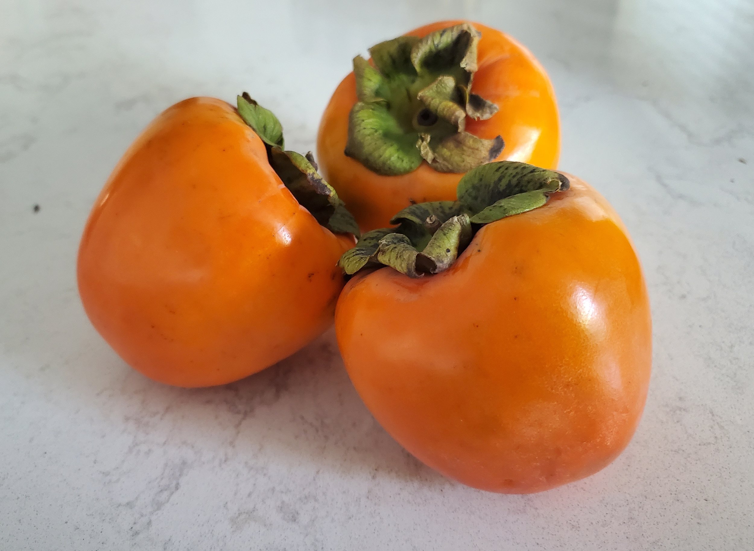 نهال خرمالو ژاپنی پربار و مقاوم با کیفیت عالی نهال خرمالو ژاپنی پربار و مقاوم با کیفیت عالی