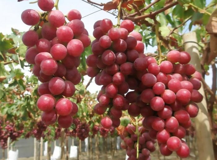 نهال انگور ردگلوب | خرید نهال پربار و مرغوب نهال انگور ردگلوب | خرید نهال پربار و مرغوب