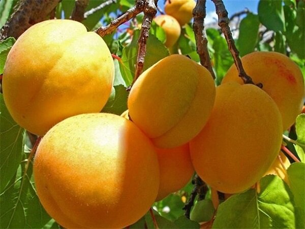 نهال زردآلو رکسانا | خرید نهال پربار و اصلاح‌شده