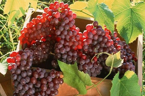 نهال انگور یاقوتی؛ خرید نهال پربار و زودرس نهال انگور یاقوتی؛ خرید نهال پربار و زودرس