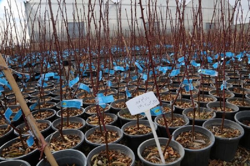 نهال گواهی شده سالم و پربار برای کاشت مطمئن نهال گواهی شده سالم و پربار برای کاشت مطمئن