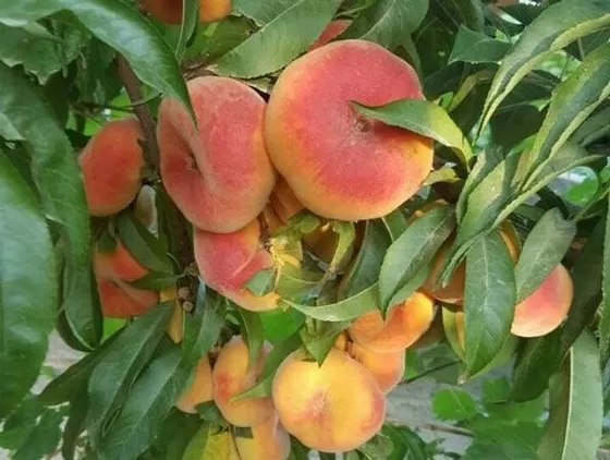 نهال هلو انجیری عسلی پربار و شیرین نهال هلو انجیری عسلی پربار و شیرین