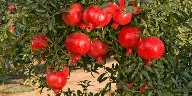 نهال انار ژله ای پربار و بازارپسند | خرید مستقیم نهال انار ژله ای پربار و بازارپسند | خرید مستقیم