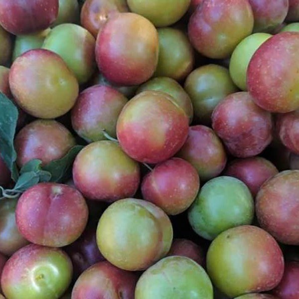 نهال گوجه سبز مراغه پربار و اصیل نهال گوجه سبز مراغه پربار و اصیل
