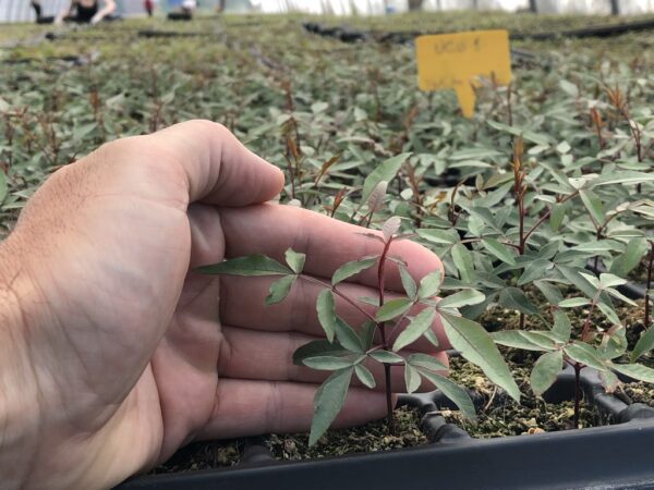 نهال پسته پایه UCB1 مقاوم و پربار برای کاشت