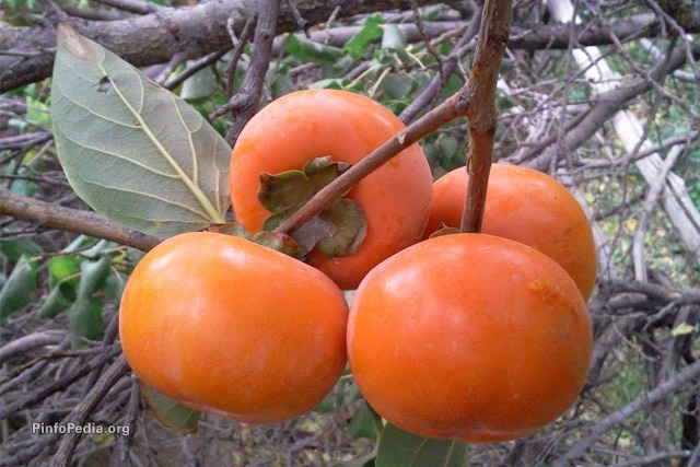 نهال خرمالو کن | خرید نهال پربار و اصلاح‌شده