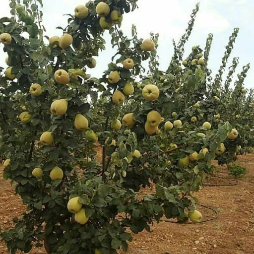 نهال به محلی اصفهان | خرید نهال به پربار و اصیل نهال به محلی اصفهان | خرید نهال به پربار و اصیل