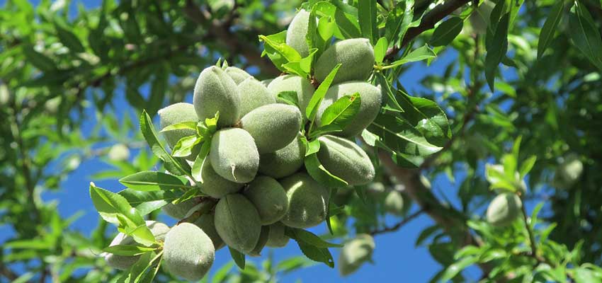 نهال بادام منقا | خرید نهال پربار و دیرگل نهال بادام منقا | خرید نهال پربار و دیرگل