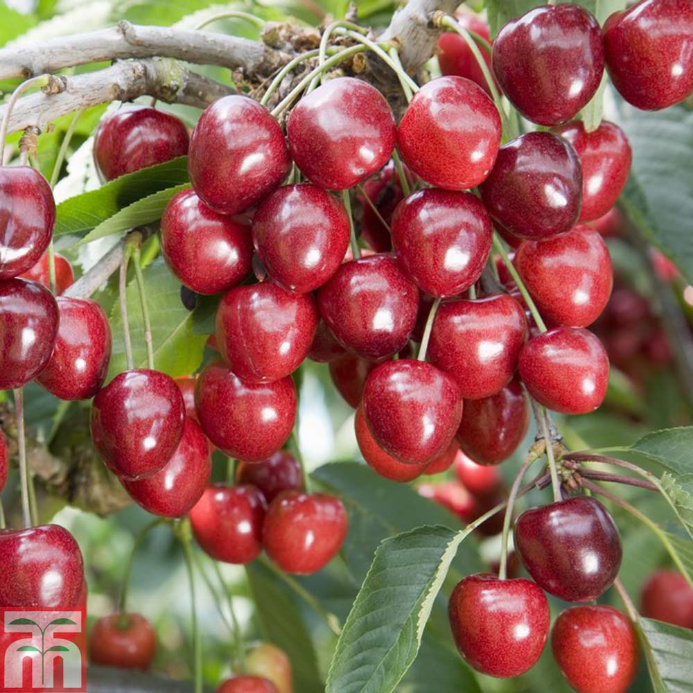 نهال گیلاس خوشه ای پربار و اصلاح شده نهال گیلاس خوشه ای پربار و اصلاح شده