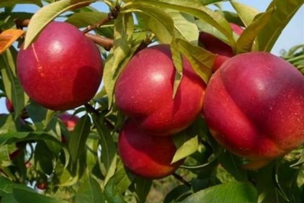 نهال شلیل مغان | خرید نهال پربار و اصلاح‌شده