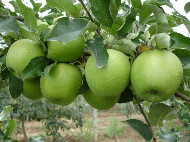 نهال سیب گران اسمیت پربار و مقاوم برای کاشت نهال سیب گران اسمیت پربار و مقاوم برای کاشت
