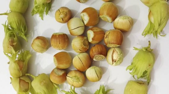 نهال فندق بارسلون | خرید نهال پربار و اصلاح‌شده