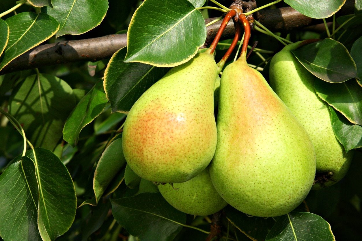 نهال گلابی سانتاماریا پربار و اصلاحشده نهال گلابی سانتاماریا پربار و اصلاحشده