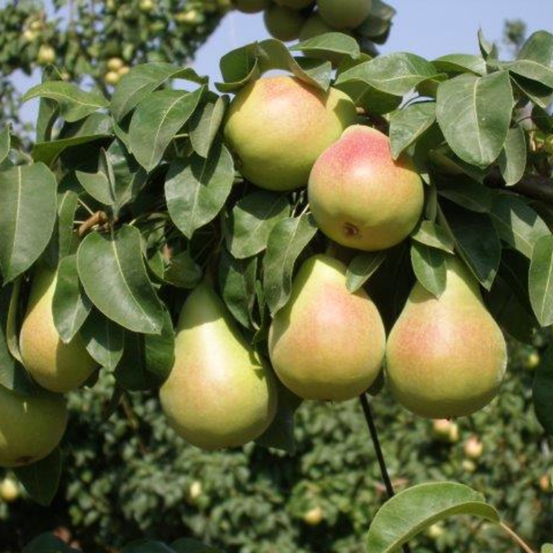 نهال گلابی بیروتی | خرید نهال پربار و اصلاحشده نهال گلابی بیروتی | خرید نهال پربار و اصلاحشده