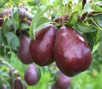 نهال گلابی آنجو | خرید نهال پربار و اصلاحشده نهال گلابی آنجو | خرید نهال پربار و اصلاحشده