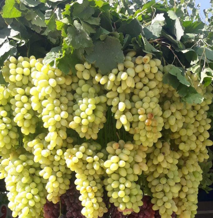 نهال انگور تبرزه پربار و مقاوم برای کاشت نهال انگور تبرزه پربار و مقاوم برای کاشت