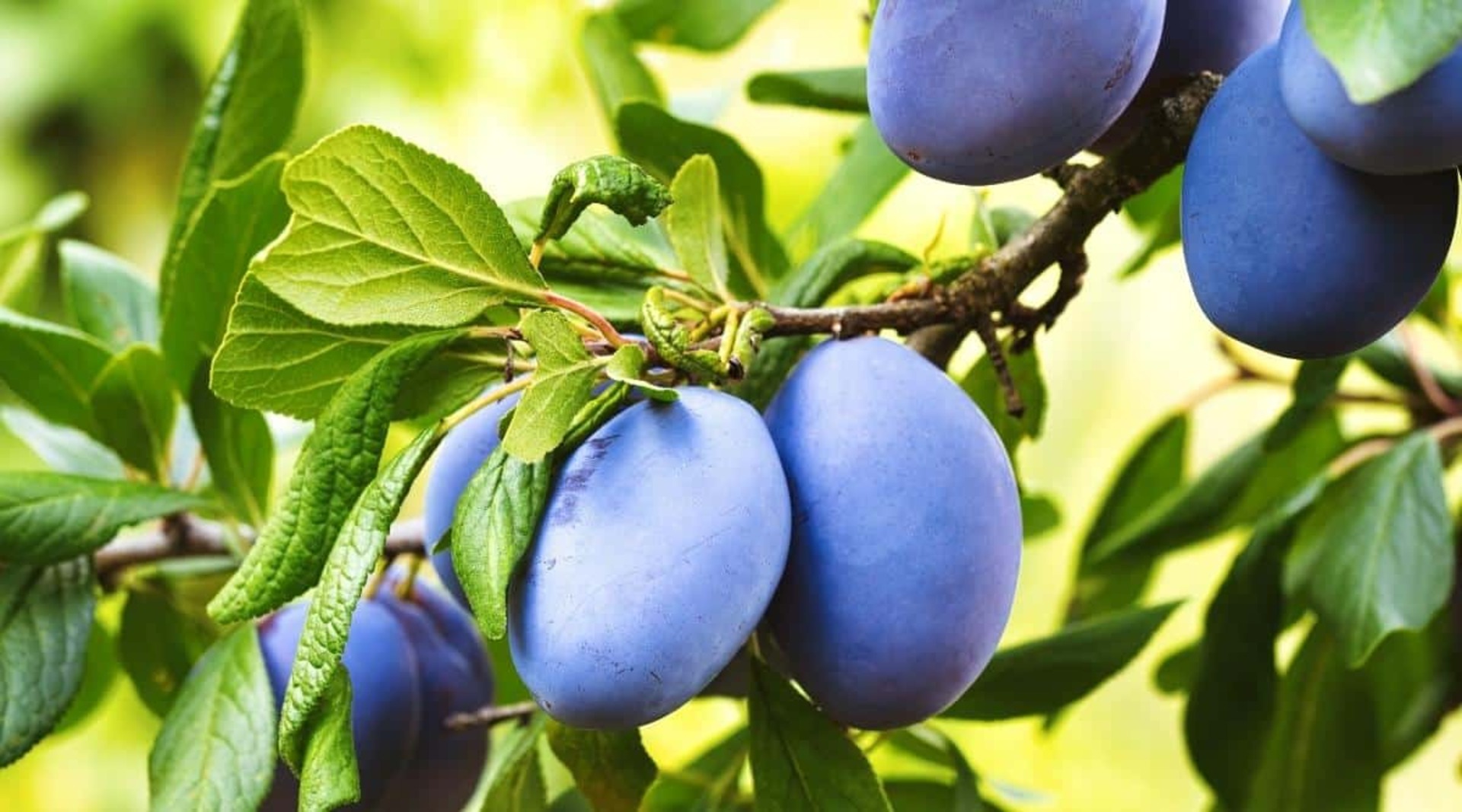نهال آلو خرمایی پربار و اصلاح‌شده برای کاشت