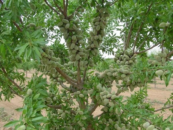 نهال بادام تونو | شگفتی درخت بادام تجاری نهال بادام تونو | شگفتی درخت بادام تجاری
