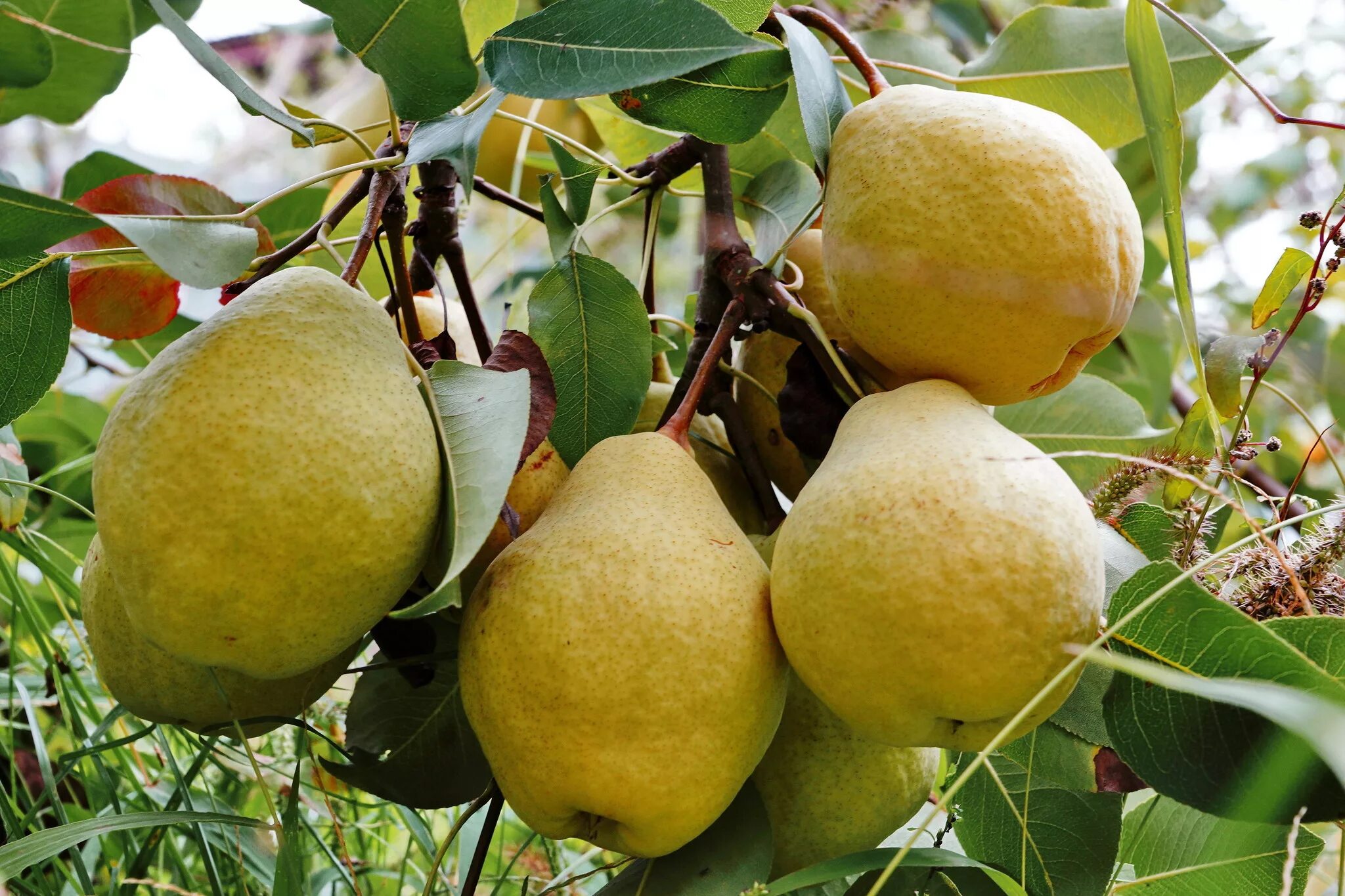 نهال گلابی ویلیام دوشس؛ پربار و مرغوب نهال گلابی ویلیام دوشس؛ پربار و مرغوب