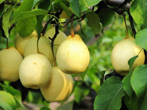 نهال گلابی شینکو؛ خرید نهال پربار و مقاوم نهال گلابی شینکو؛ خرید نهال پربار و مقاوم