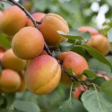نهال زردآلو سلطانی پربار و اصلاحشده نهال زردآلو سلطانی پربار و اصلاحشده