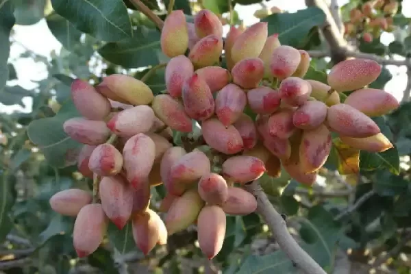 نهال پسته پیوندی احمدآقایی پربار و اصلاح‌شده