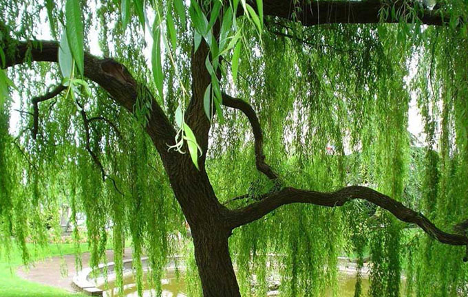 نهال بید مجنون مقاوم و پرفروش برای فضای سبز