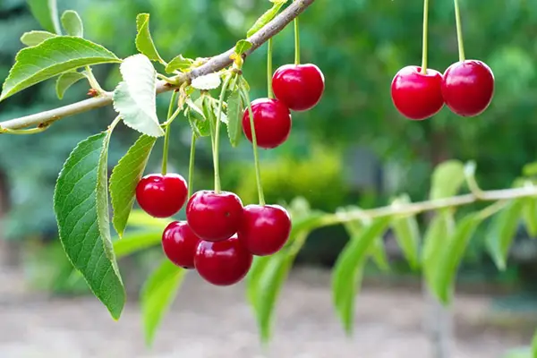 نهال آلبالو گوشواره ای پربار و مقاوم نهال آلبالو گوشواره ای پربار و مقاوم