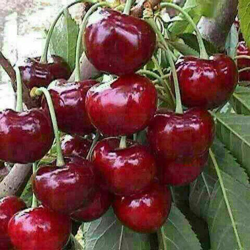 نهال آلبالو مجارستانی پربار و مقاوم نهال آلبالو مجارستانی پربار و مقاوم