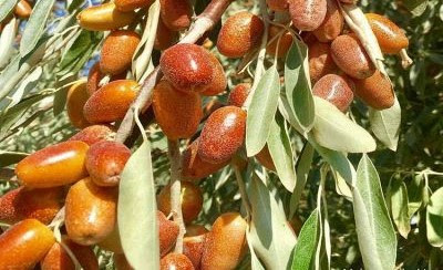 نهال سنجد قزل | خرید نهال پربار و مقاوم نهال سنجد قزل | خرید نهال پربار و مقاوم