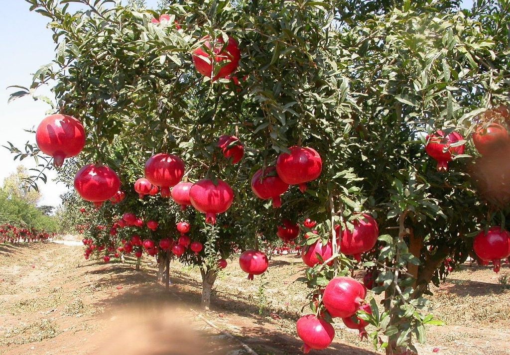 نهال انار ماریا | خرید نهال پربار و مرغوب نهال انار ماریا | خرید نهال پربار و مرغوب