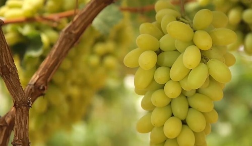 نهال انگور فخری | خرید نهال پربار و مرغوب نهال انگور فخری | خرید نهال پربار و مرغوب