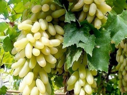نهال انگور حسینی | خرید نهال انگور پربار و مرغوب نهال انگور حسینی | خرید نهال انگور پربار و مرغوب