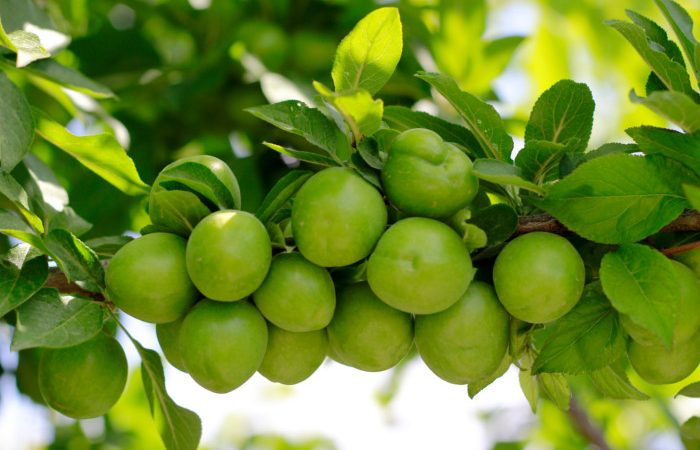 نهال گوجه سبز برغان | خرید نهال اصیل و پربار نهال گوجه سبز برغان | خرید نهال اصیل و پربار
