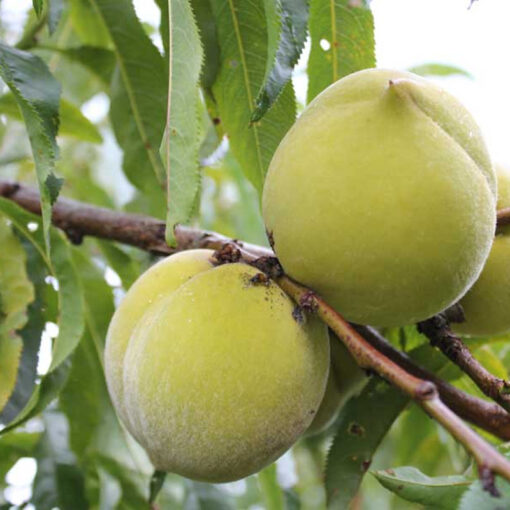نهال شفتالو اصلاحشده پربار و مقاوم برای باغ نهال شفتالو اصلاحشده پربار و مقاوم برای باغ