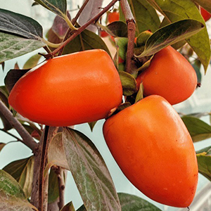 نهال خرمالو موزی پربار و اصلاح‌شده مناسب باغ